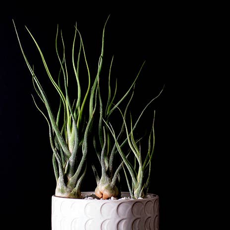 The Artizan Way - Wholesale Live Plant - Tillandsia Pruinosa Colombia - Silver Rare Air Plant
