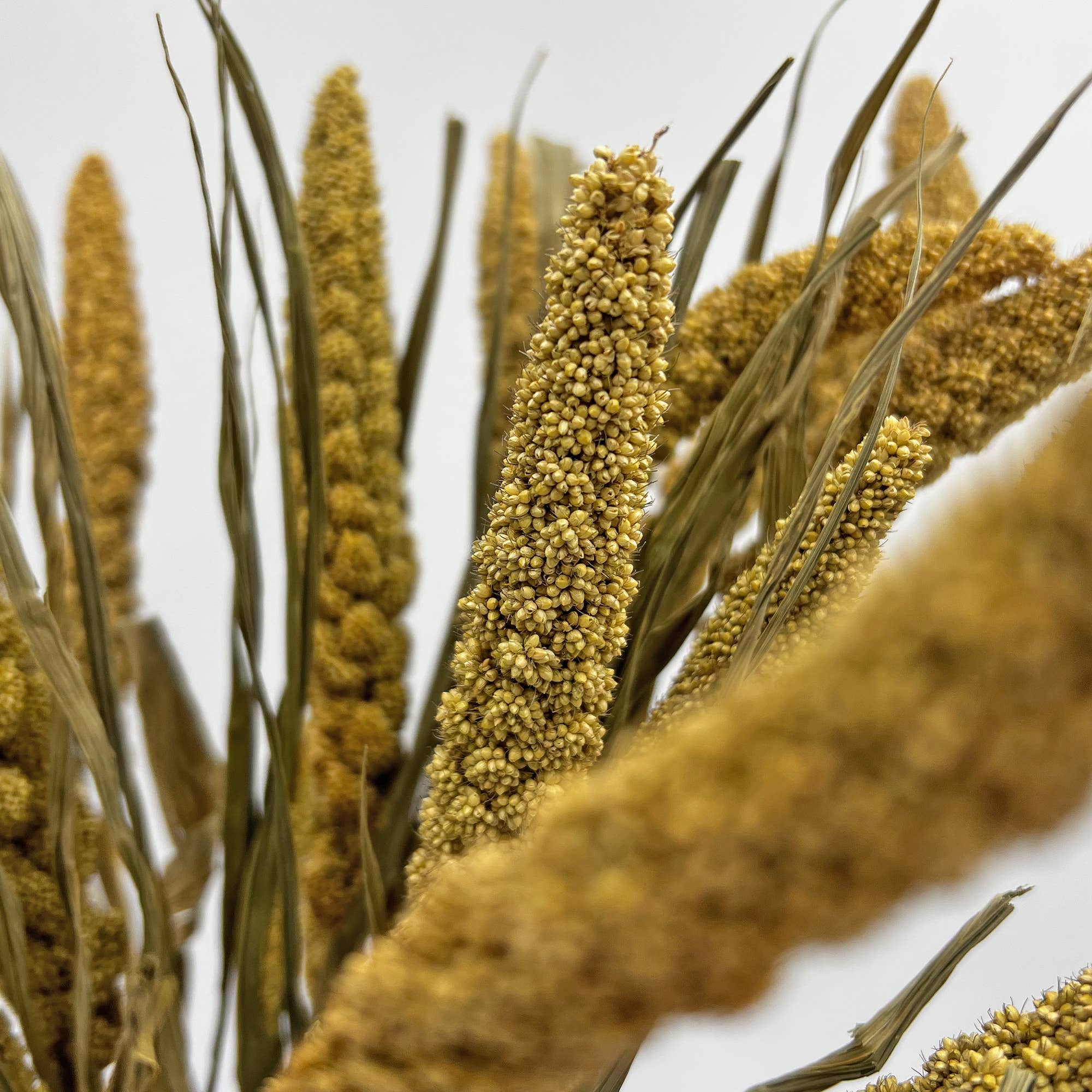 2626 Designs - Wholesale Dried/Pressed Flowers - Dried Preserved Millet Flower 21" Multiple Colors7