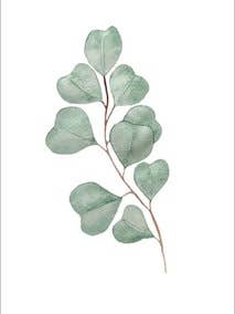 Postcard - Eucalyptus 2 for wholesale by Wander by Elise