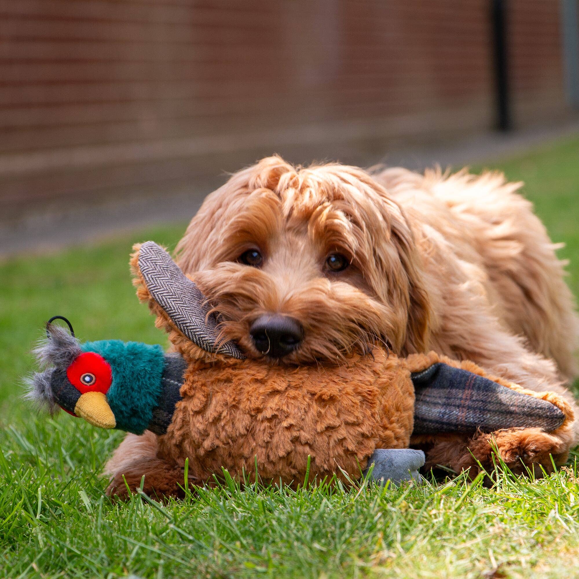 Ancol Pet Products Ltd – wholesale Pet plush toy – Dog – Heritage Phoebe Pheasant Dog Toy with squeak and crinkle2