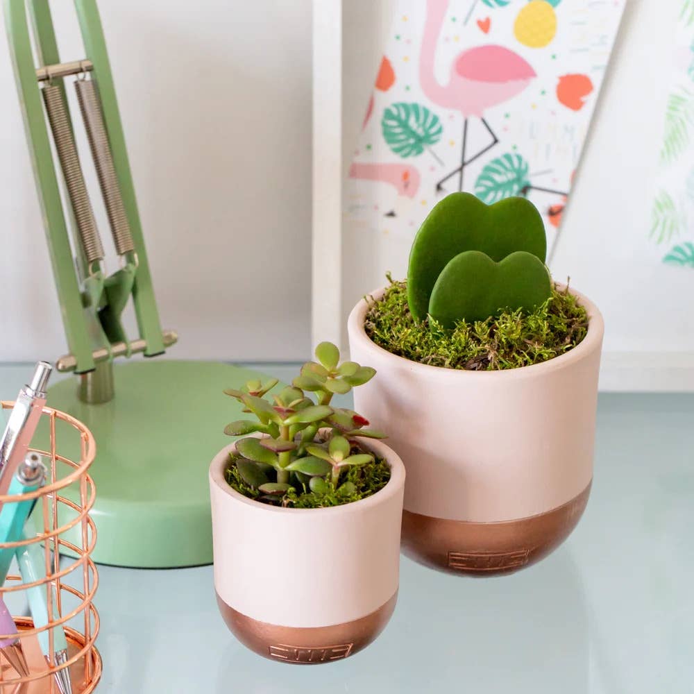 The Little Botanical – wholesale Succulent – Crassula12