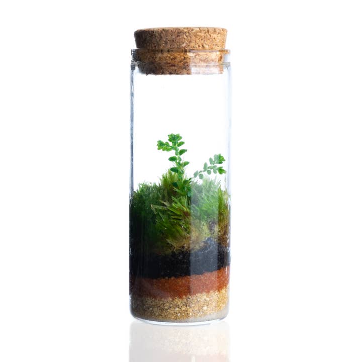 Ecodecs - Vendita all'ingrosso Terrari - Terrario autosufficiente con selaginella - Miniterra
