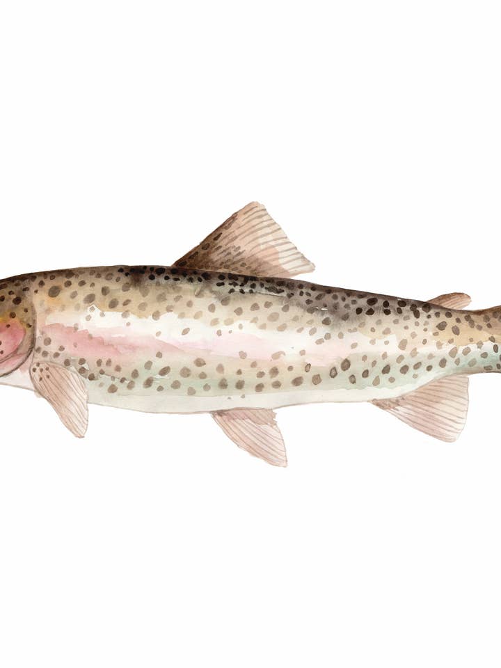 Sea Life - Rainbow Trout for wholesale by mantika studio