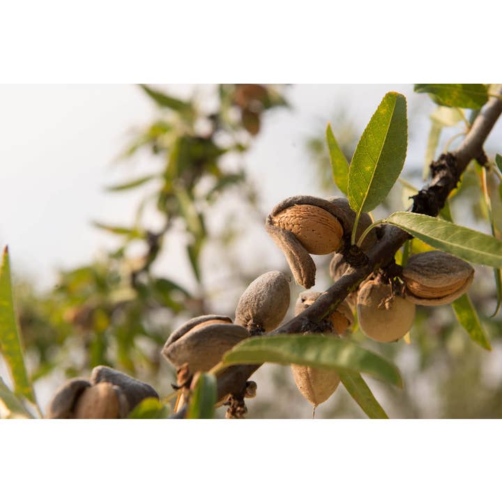Terradiva Azienda Agricola Biologica - Wholesale Nuts - Organic shelled almonds - premium quality