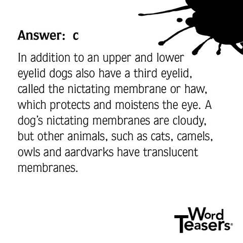 WordTeasers - Wholesale Card Game - About Dogs4