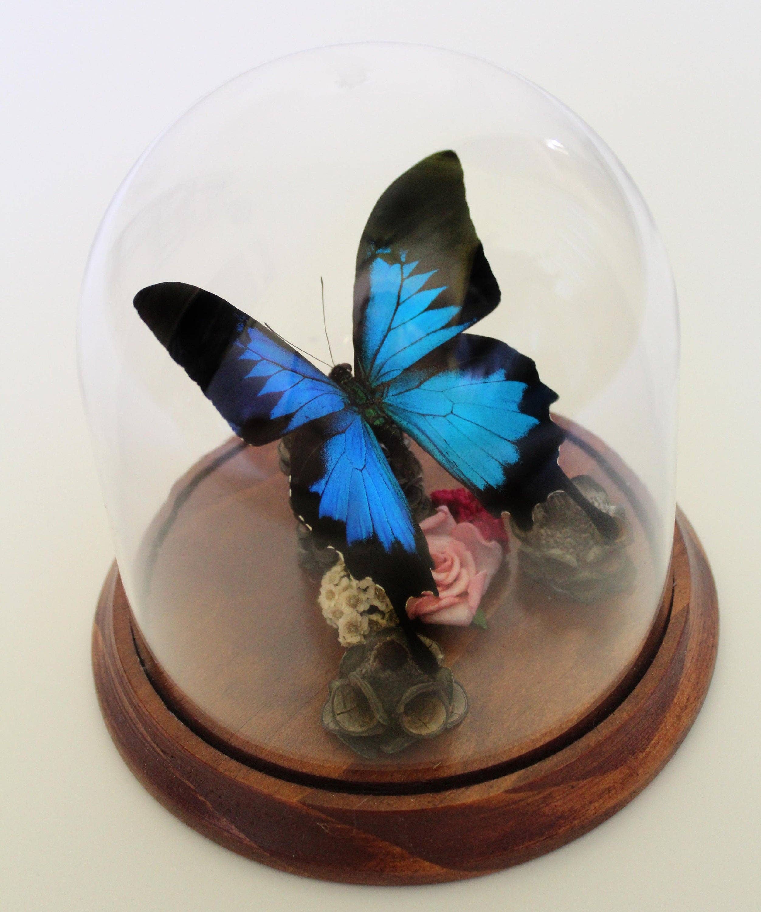 Newman Art Designs - Wholesale Decorative tabletop object - Papilio ulysses, Dunk Island Butterfly, in a Dome0