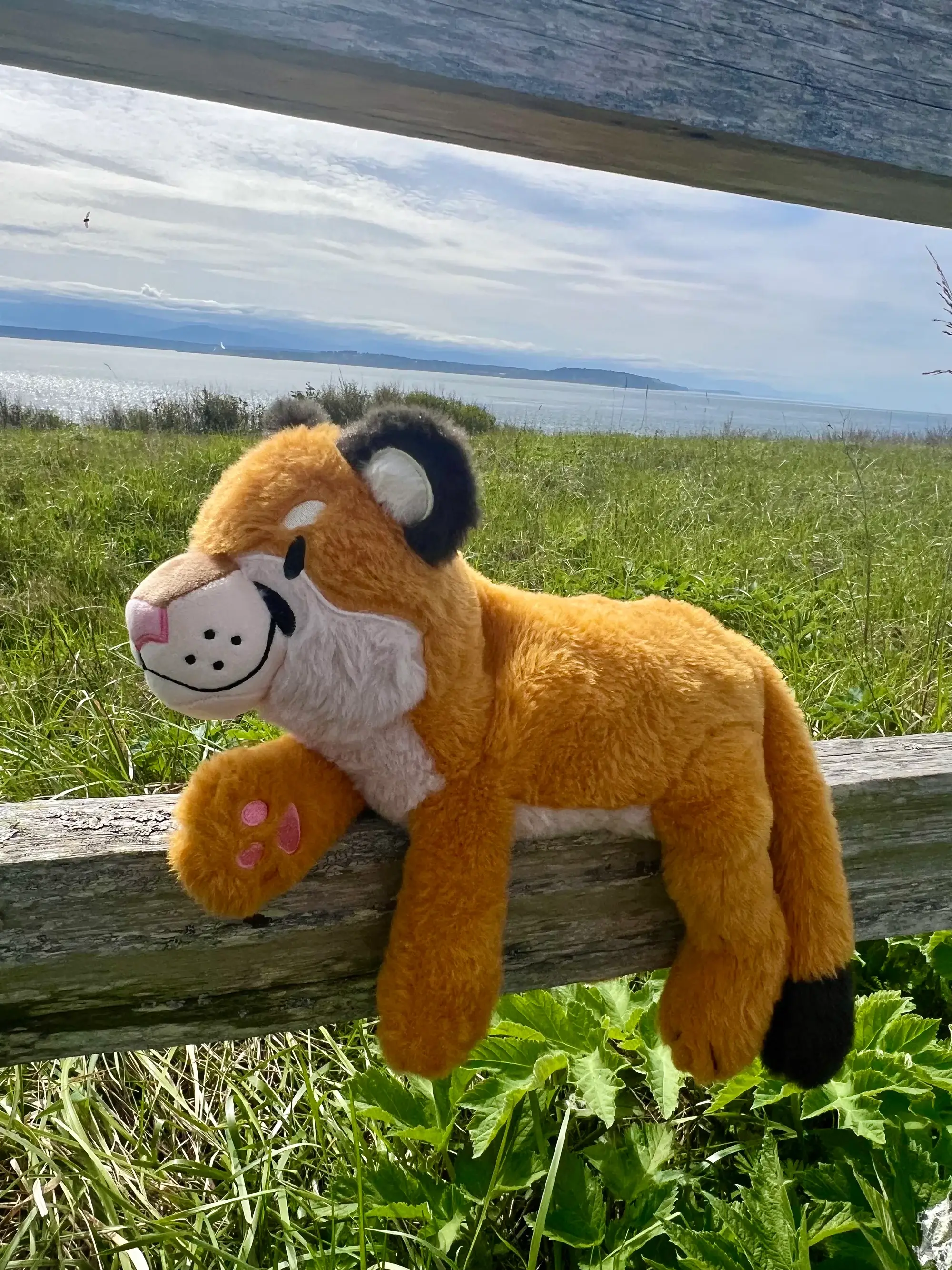 Roamin' Bison Workshop - Vente Peluche – enfant et bébé - Cougar lesté | Peluche lestée | Peluche cougar3