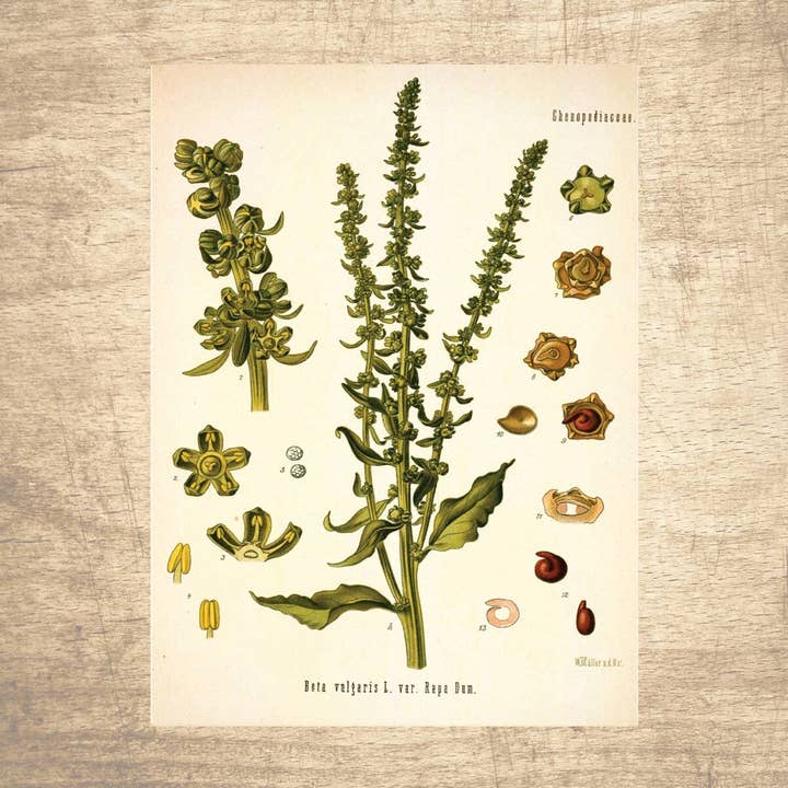 Biet vilda botaniska illustration för wholesale av Lettered & Lined