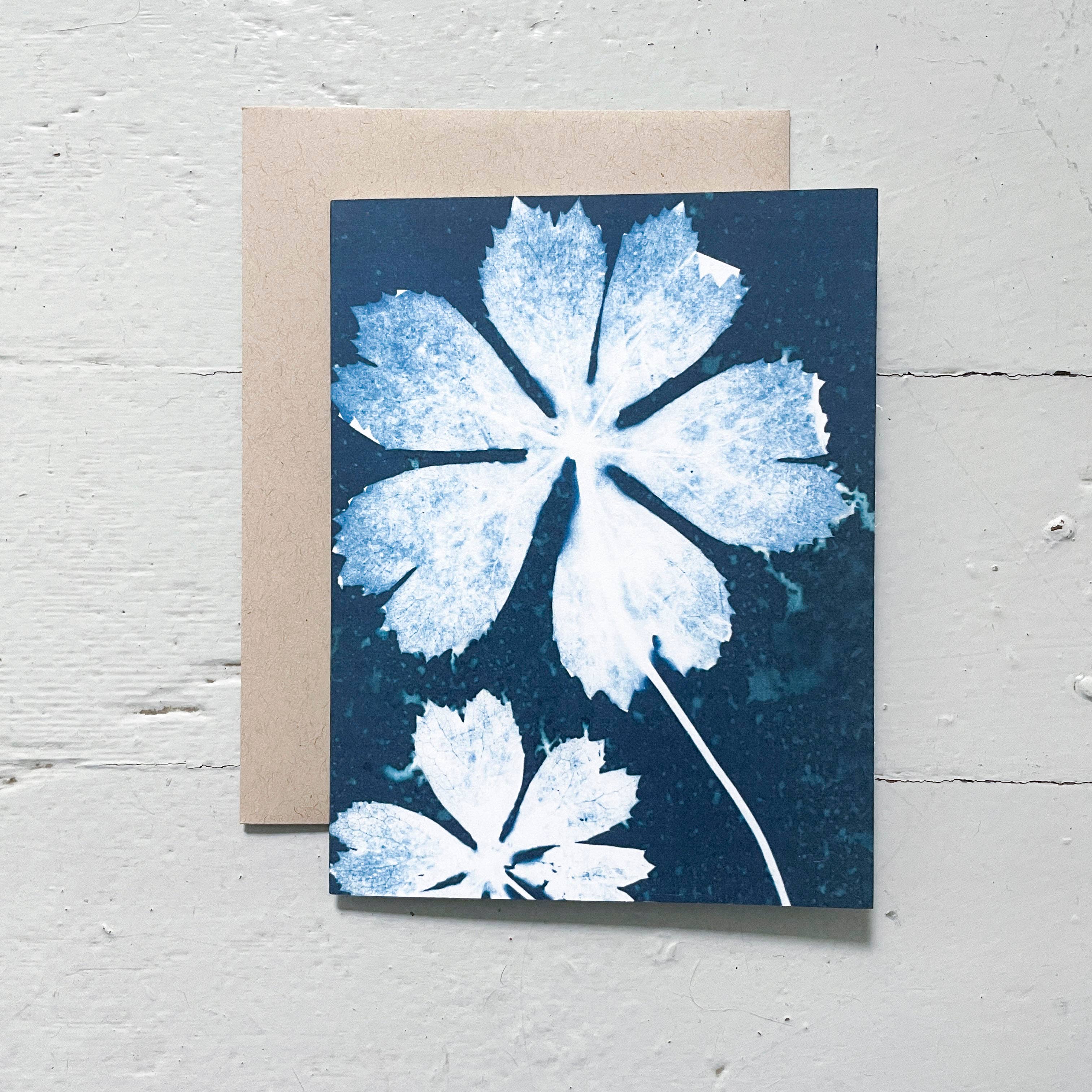 Atwater Designs - Vente Carte de vœux classique - Coffret de cartes de vœux Slow Mornings | Botanical Cyanotype7
