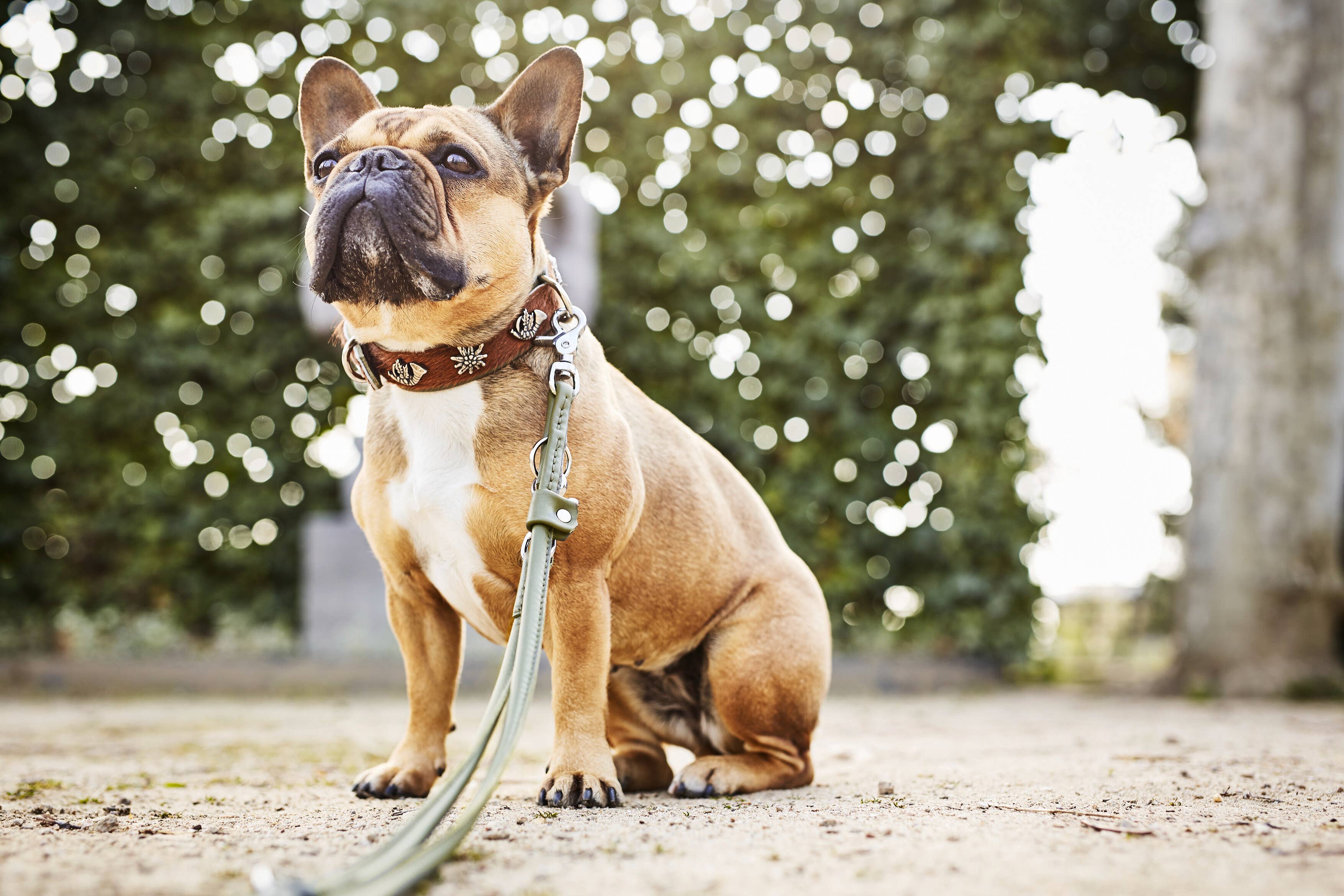 bruin-groen BAVARIA hondenhalsband van nappa en rundsleer voor groothandel op Faire4