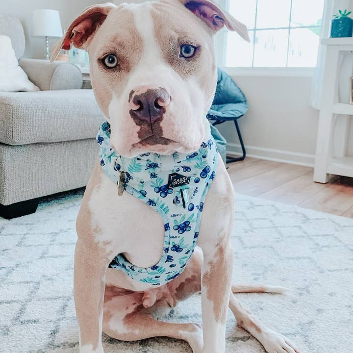 SASSY WOOF - Wholesale Pet Harness - Dog - Dog Adjustable Harness - Berry Sassy (Fruits)12