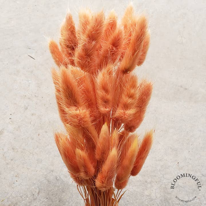 BLOOMINGFUL.COM - Wholesale Dried/Pressed Flowers - Dried Bunny Tails, 50-60stems - Terracotta Orange (110)