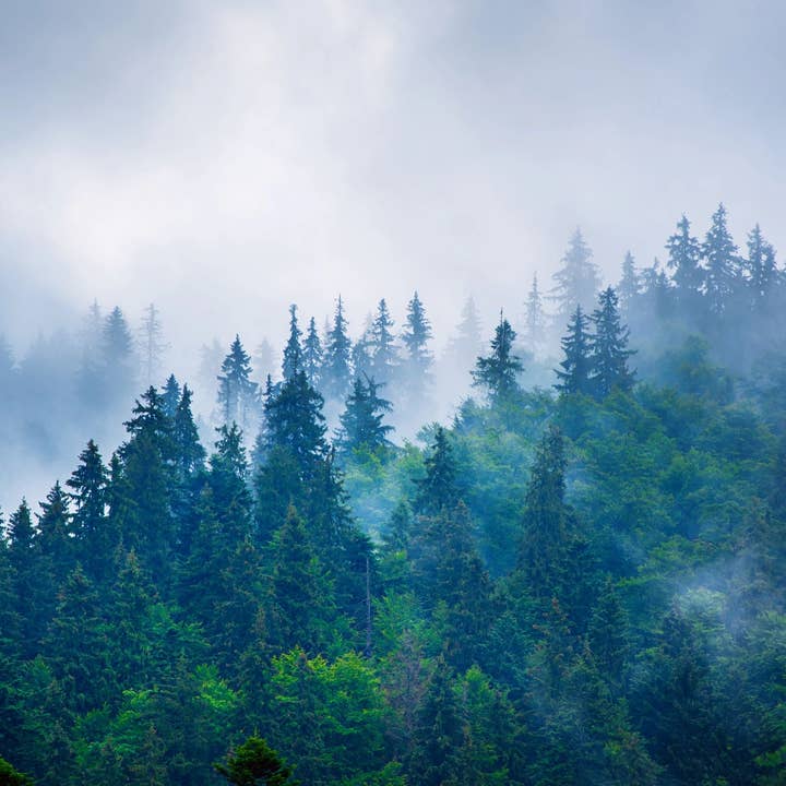 Forest Mist Incense Cones for wholesale by Beaches of Tunisia, LLC