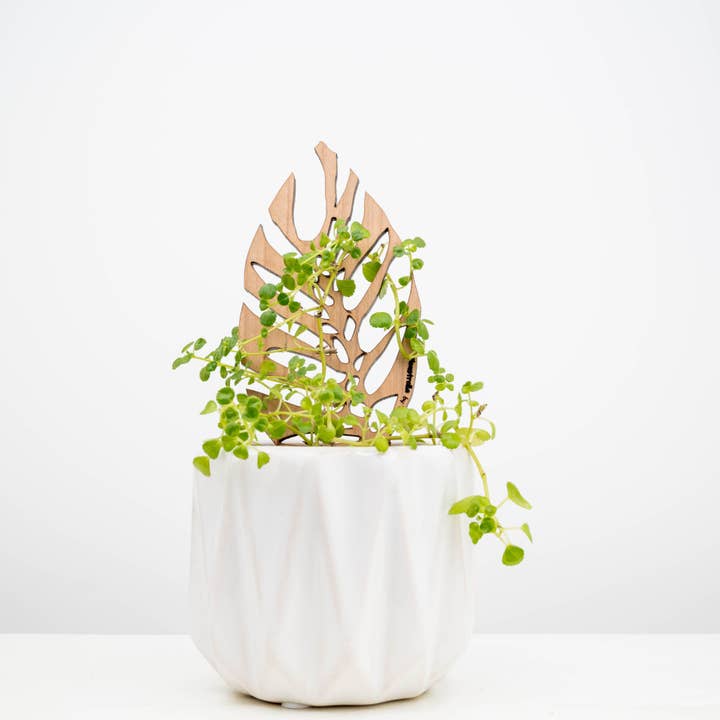 Treleaf – wholesale Garden/lawn stake – BARE Mini Trellises - Decorative wooden plant stakes3