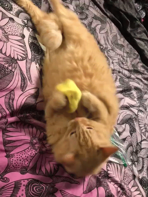 Enriched Macaroni Products - Wholesale Pet Toy - Cat - Catnip Pierogi2