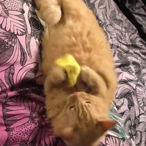 Enriched Macaroni Products - Wholesale Pet Toy - Cat - Catnip Pierogi2