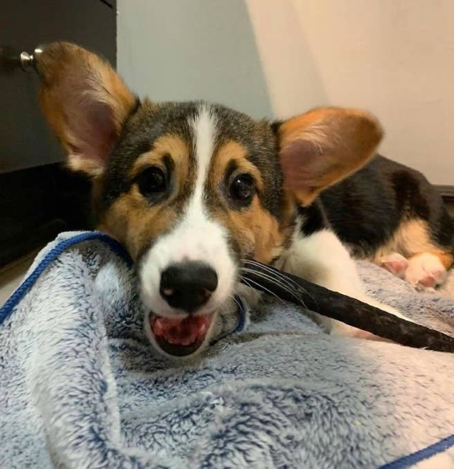 Pet Palette Distribution - Wholesale Pet Treats - Dog - Etta Says! Deluxe Bully Lamb Dog Chews 7in3