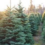 Rockport Candle Company - Wholesale Jar/Filled Candle - 35 Christmas Tree Farm Candle1