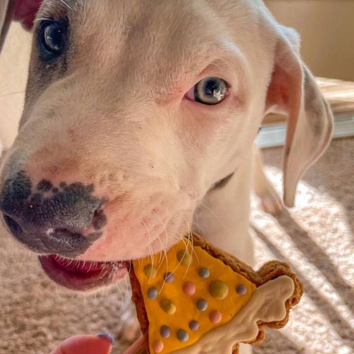 Big Head Barkery - Wholesale Pet Treats - Dog - 🎉 Party Time Peanut Butter Dog Cookies3