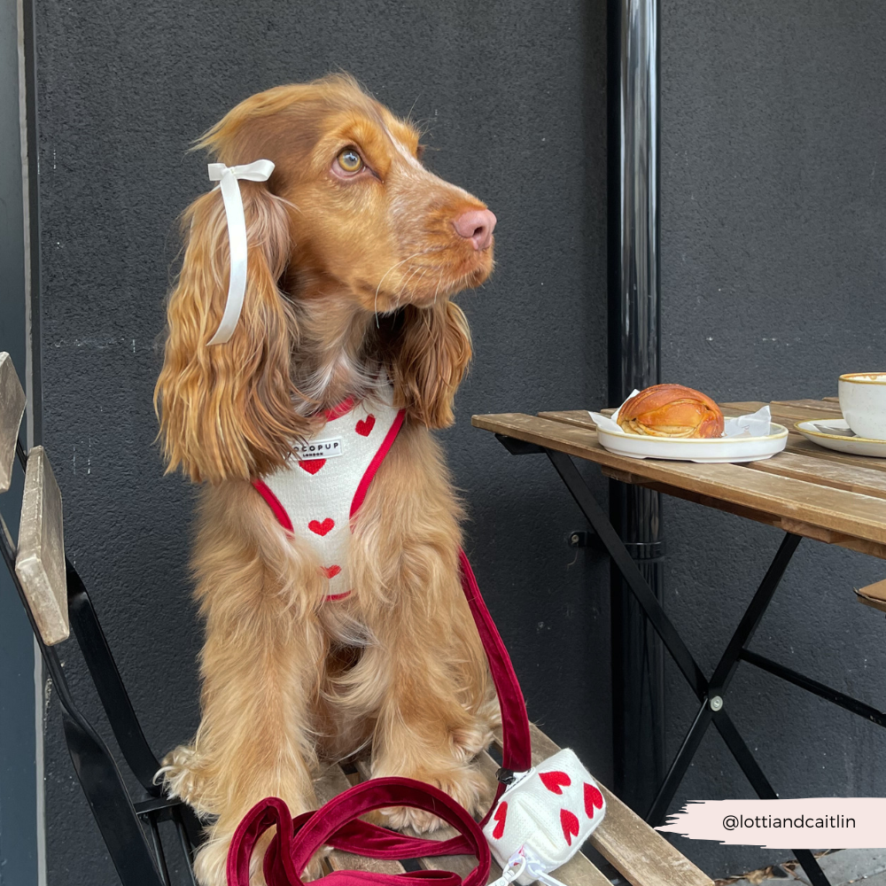 Cocopup London - Wholesale Pet Harness - Dog - Hugs & Knitted Adjustable Neck Harness8