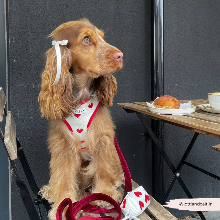 Cocopup London - Wholesale Pet harness – Dog - Hugs & Knitted Adjustable Neck Harness8