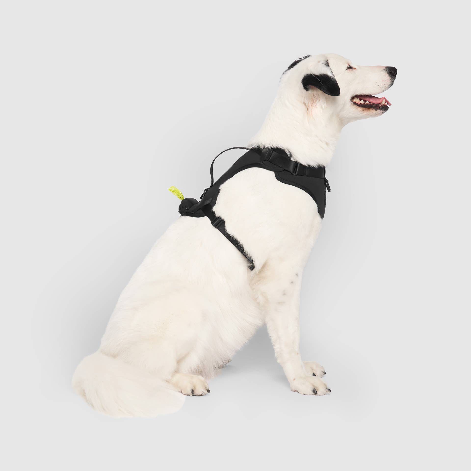 Canada Pooch - Wholesale Pet Harness - Dog - Everything Neoprene Harness- Dog Harness1