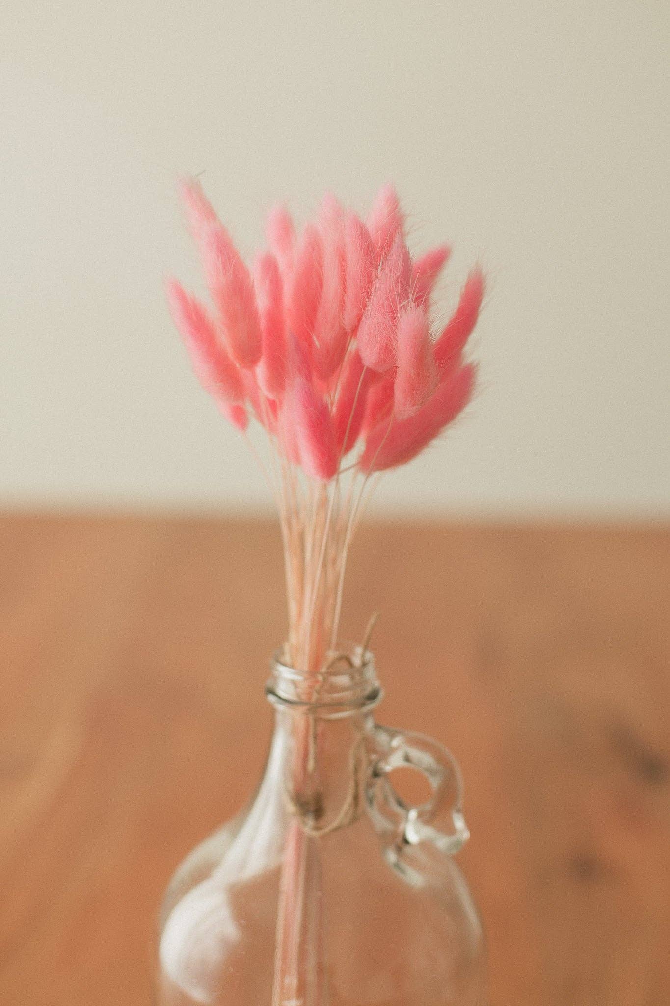 Eucalypt Co. - Venta al por mayor Flores secas/prensadas - Colas de conejo preservadas25