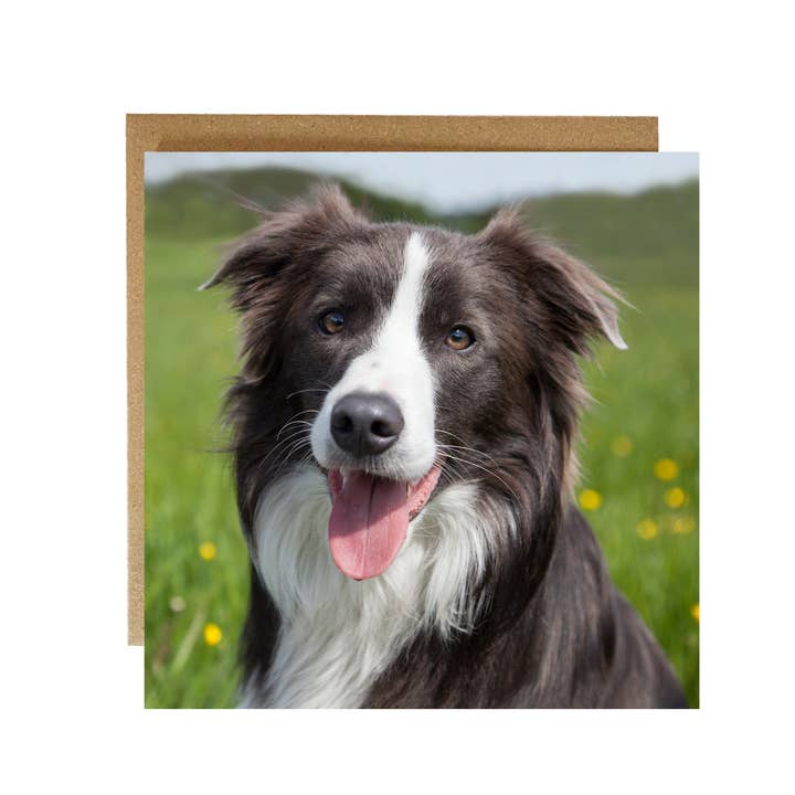 Carte de vœux Collie Dog - Carte de vœux Border Collie pour la vente par Alex Sharp