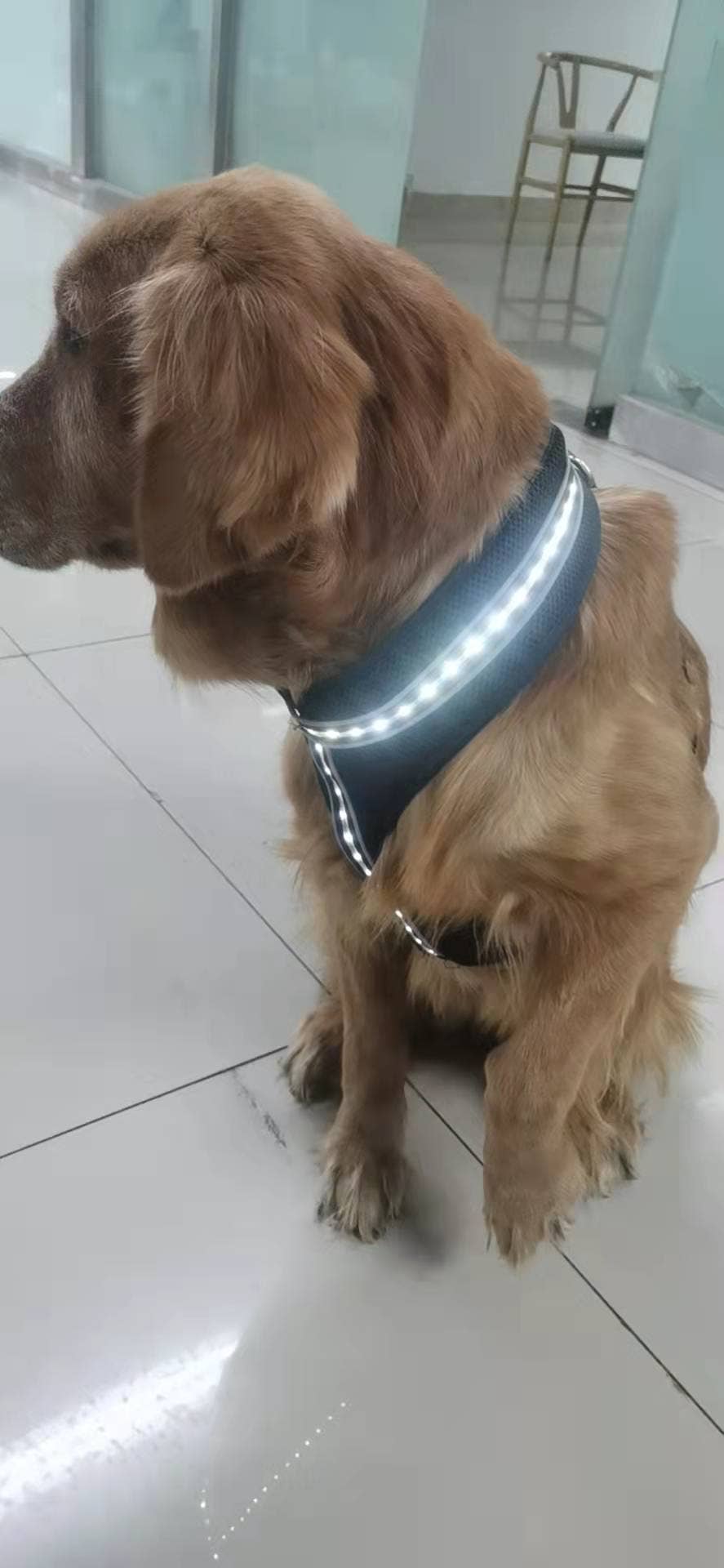 DC's LED's – wholesale Pet collar – Dog – Pet Flashlight0