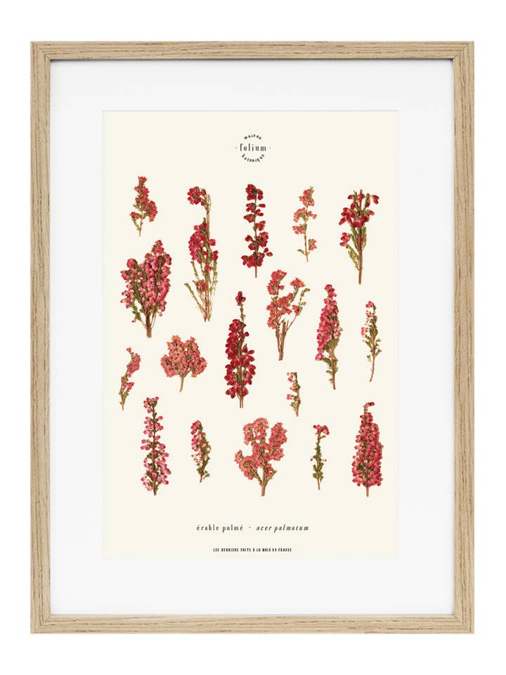 N° 36 · La Bruyère per la vendita all'ingrosso da parte di Folium - Maison Botanique