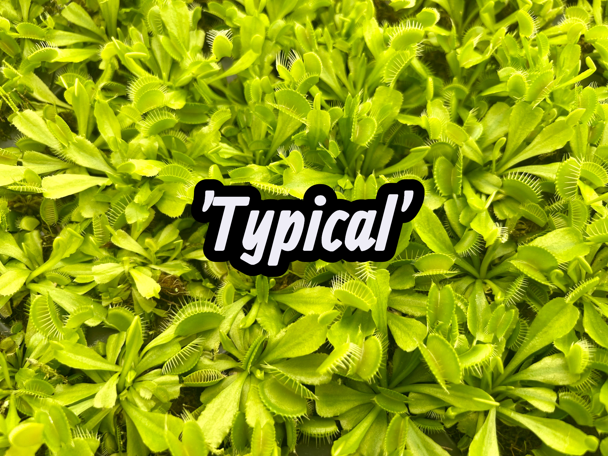 Flori-Design, Inc. - Wholesale Live Plant - 98 Cell Pack Venus Fly Traps - Liners1