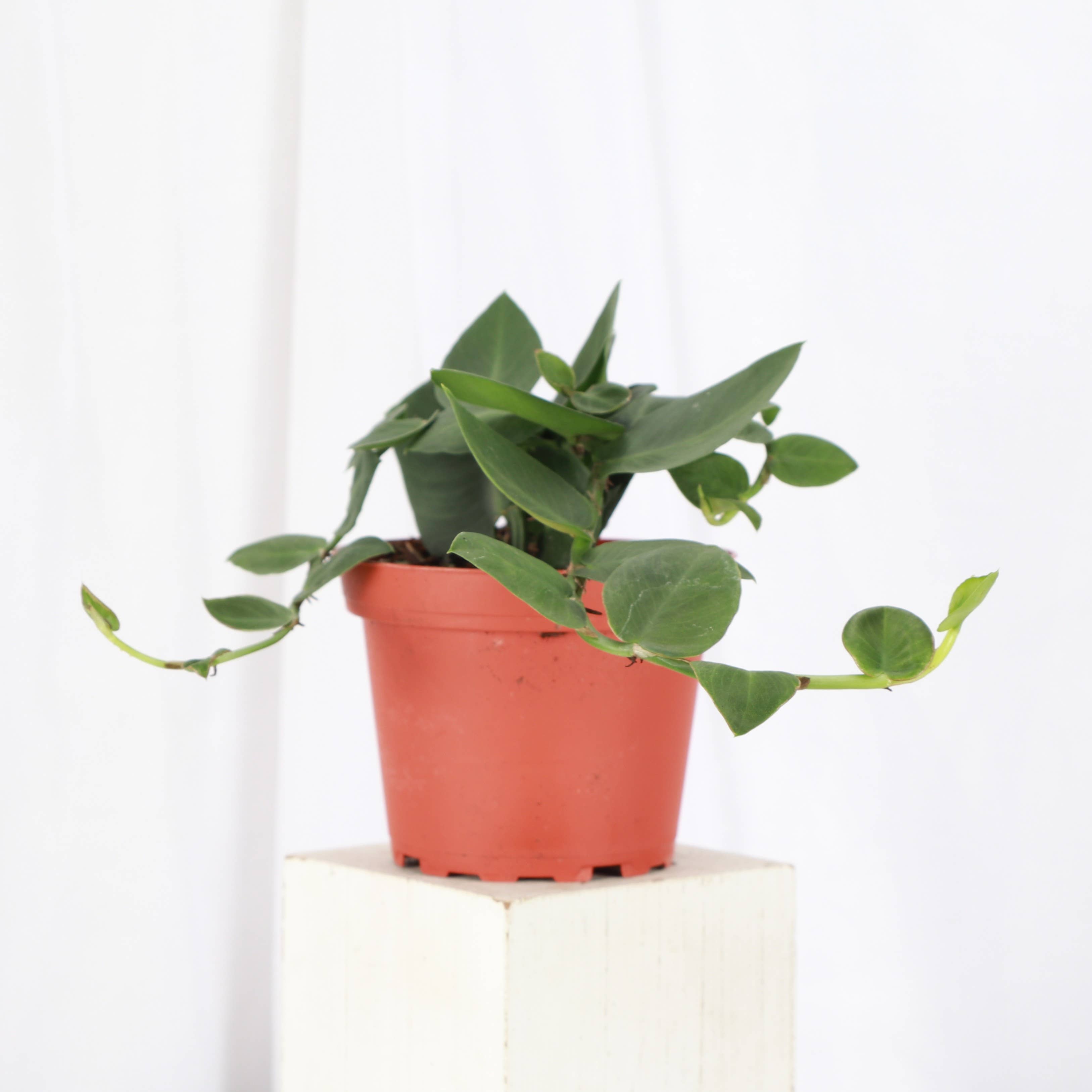 Thorsen's Greenhouse - Wholesale Live Plant - Rhaphidophora Korthalsii - Shingle Plant - 4" Live Plant4