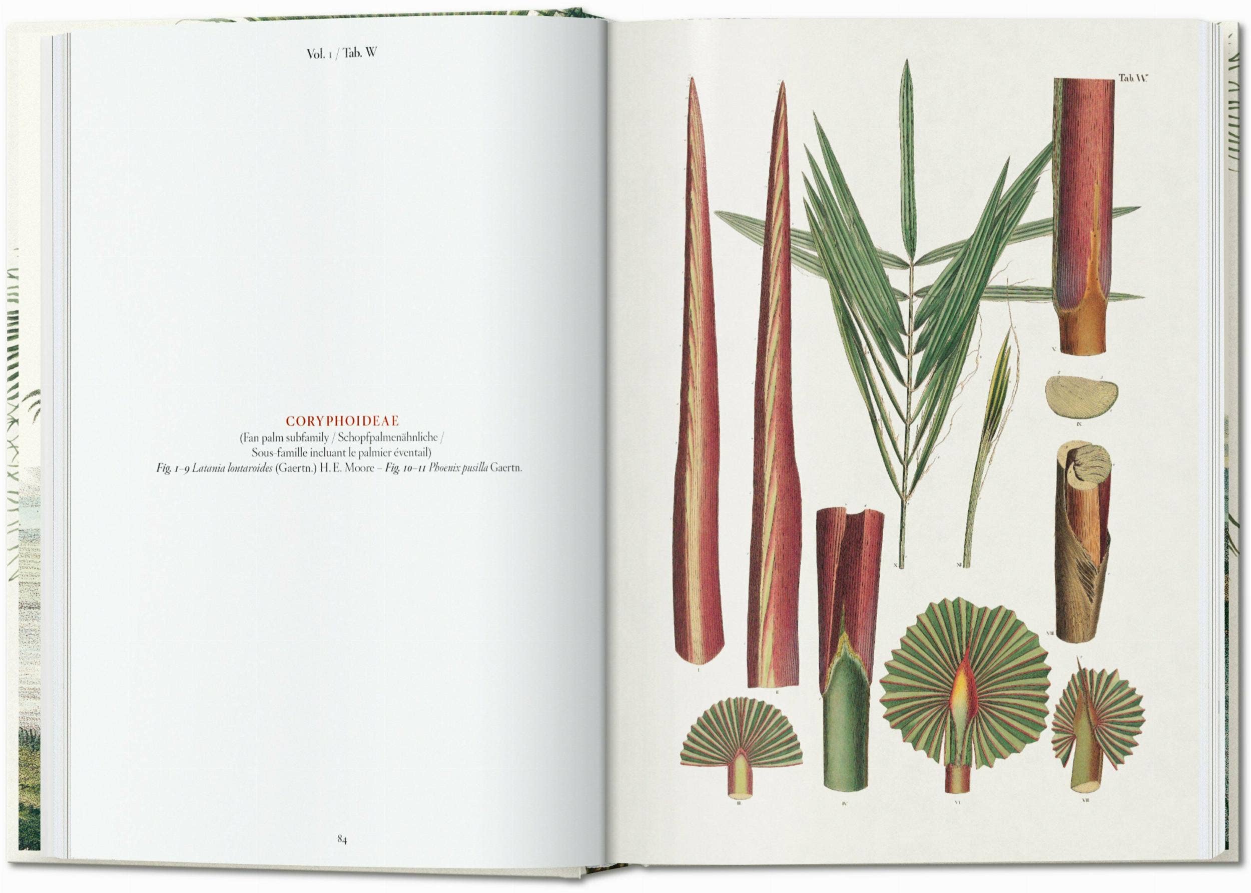 TASCHEN America - Wholesale Nature & Outdoors - Martius. The Book of Palms. 45th Ed. (German, French, English)3