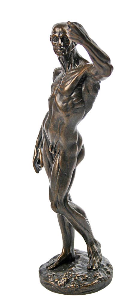 Museum Wholesale Inc - Wholesale Sculpture - Anatomical Study of Flayed Male L'ecorche Collectible Figurine by Houdon1