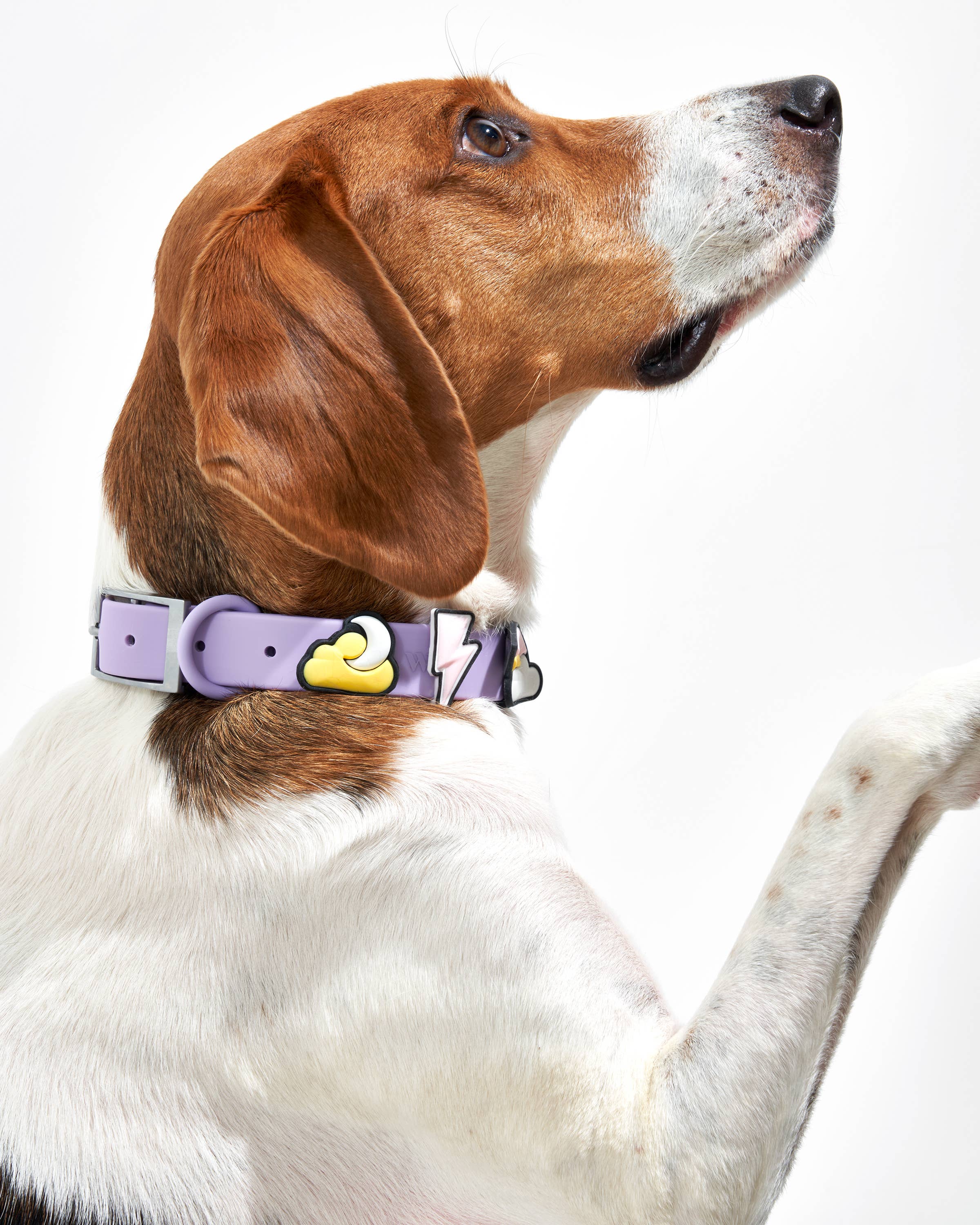 Wild One - Wholesale Pet Collar Charm - Cat/Dog - Flair Collar and Leash Charm Pack Accessories17