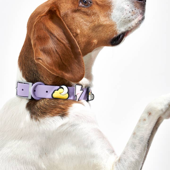 Wild One - Wholesale Pet Collar Charm - Cat/Dog - Flair Collar and Leash Charm Pack Accessories17