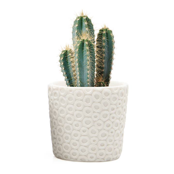 Stagma Planter For Succulents Indoor Planter 3 Inch SALE for wholesale by Chive