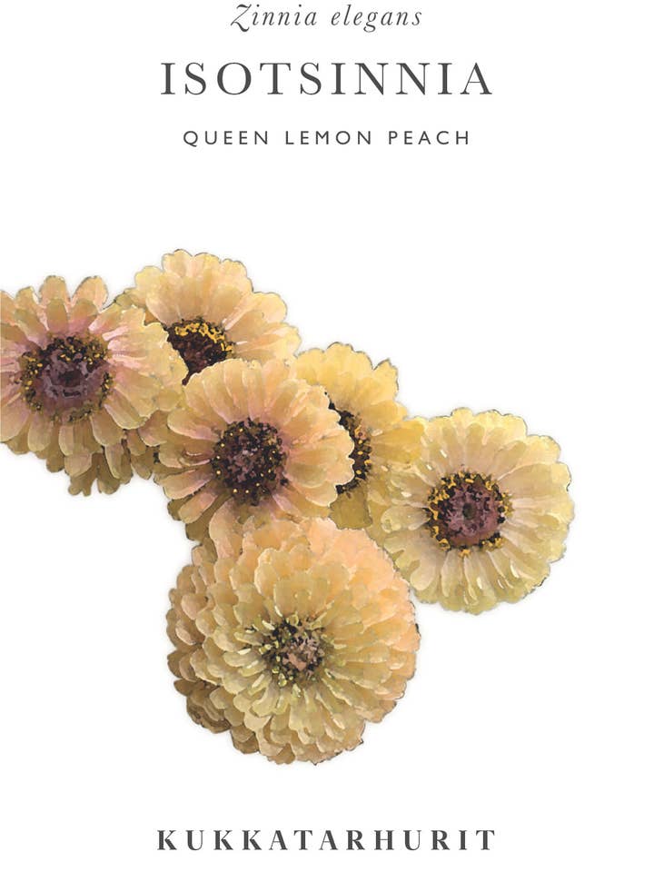 Isotsinnia Queen Lemon Peach - Zinnia elegans pour la vente par Kukkatarhurit
