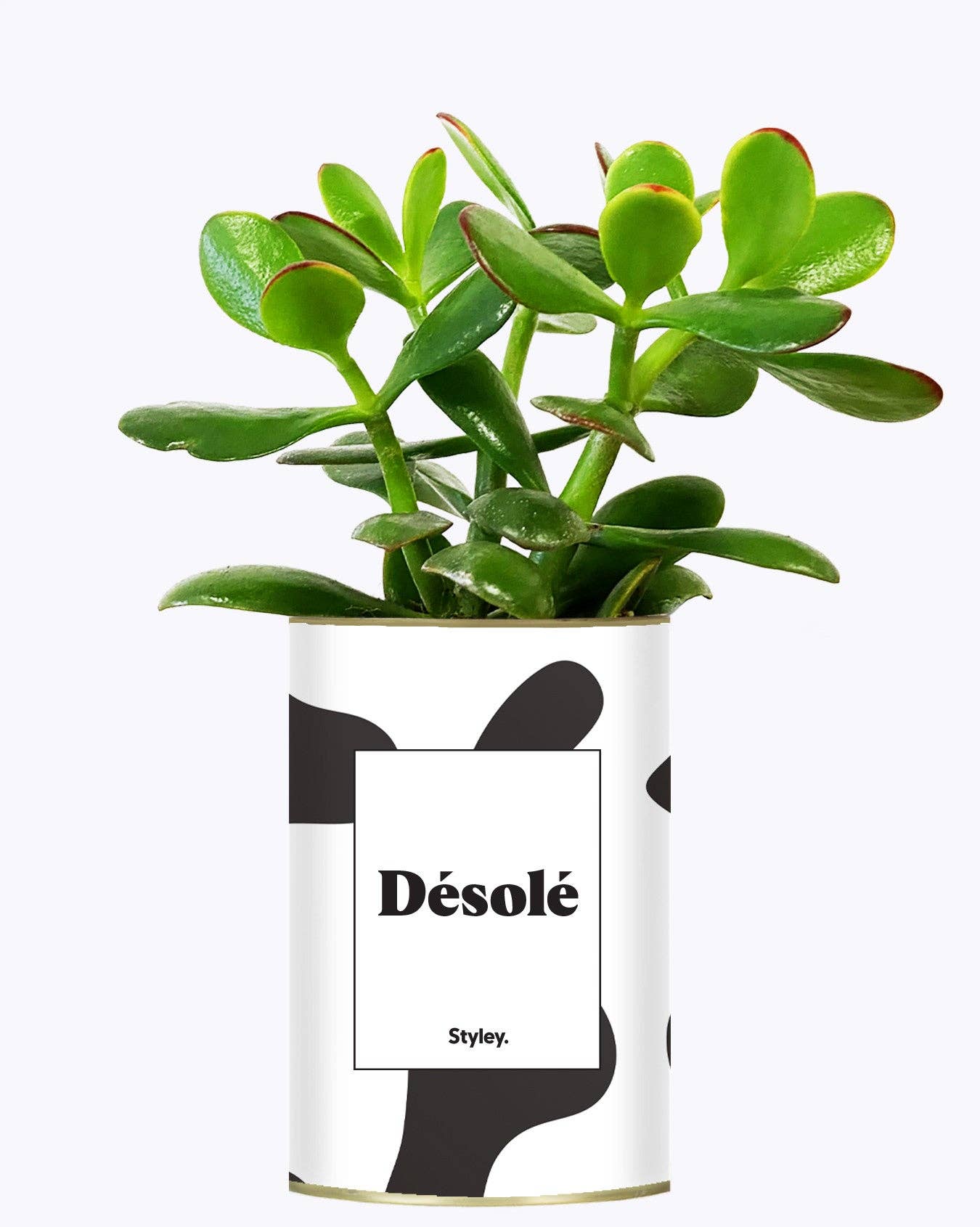 Styley - Wholesale Live Plant - Désolé - Cactus1