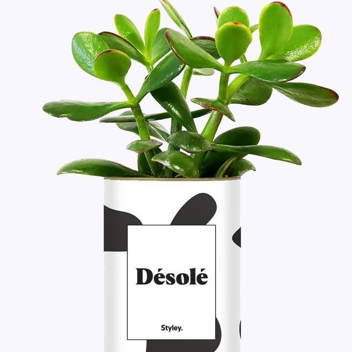 Styley - Wholesale Live Plant - Désolé - Cactus1