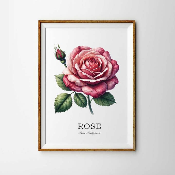 Rose Flower Botany Hand Drawn Illustration Print for wholesale by The Artisan Gift Co.