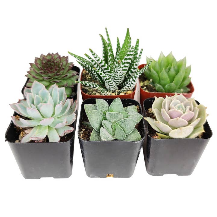 Easy Indoor Succulents Variety Pack - 6 Varieties - 2" for wholesale by Best Plant Friend
