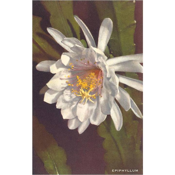 Postcard FC-109 White Epiphyllum for wholesale by Found Image Press