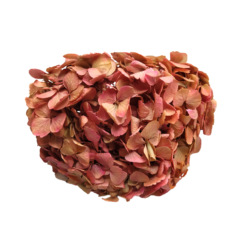 Concari.flores Preservadas - Wholesale Artificial Flowers - PRESERVED HYDRANGEA FLOWER9