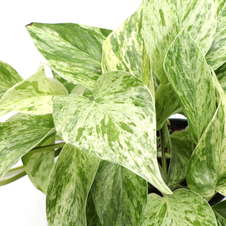 Thorsen's Greenhouse - Wholesale Live Plant - Marble Queen Pothos Plant - Live Plant