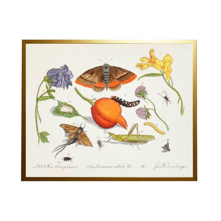 C Bugs And Flowers Vintage Book Plate for wholesale by Antique Curiosities Inc