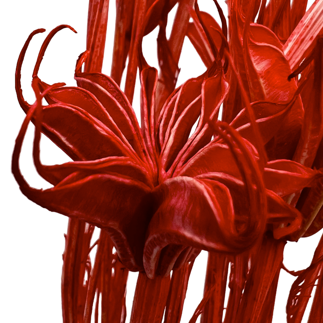 2626 Designs - Wholesale Dried/Pressed Flowers - Dried Octagon Flower, Nigella Orientalis-Love in a Mist, 24"0