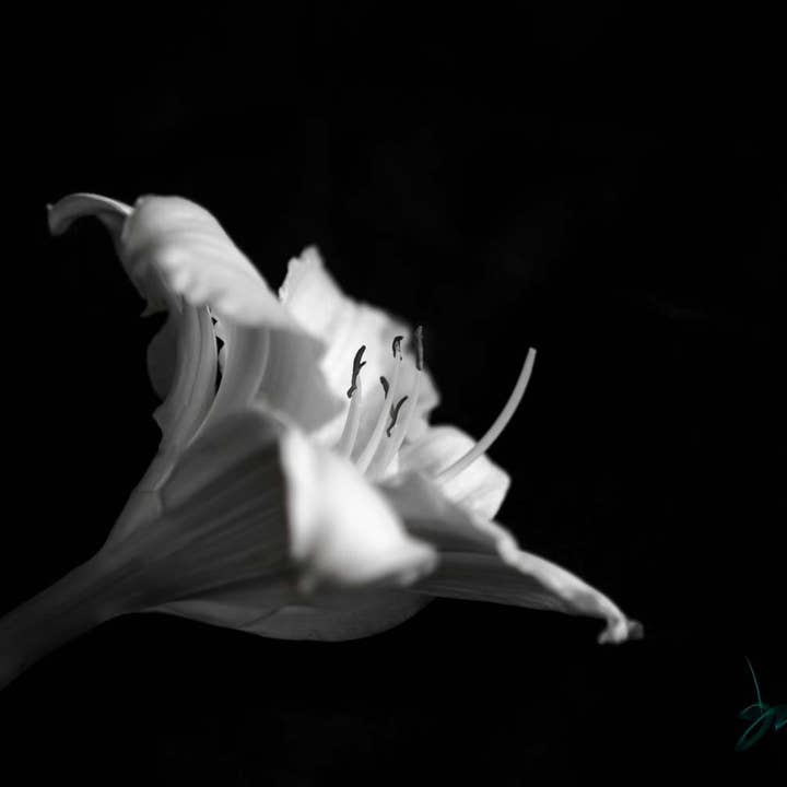 Impression murale d'art de photographie de fleurs en noir et blanc pour la vente par Hope Decor