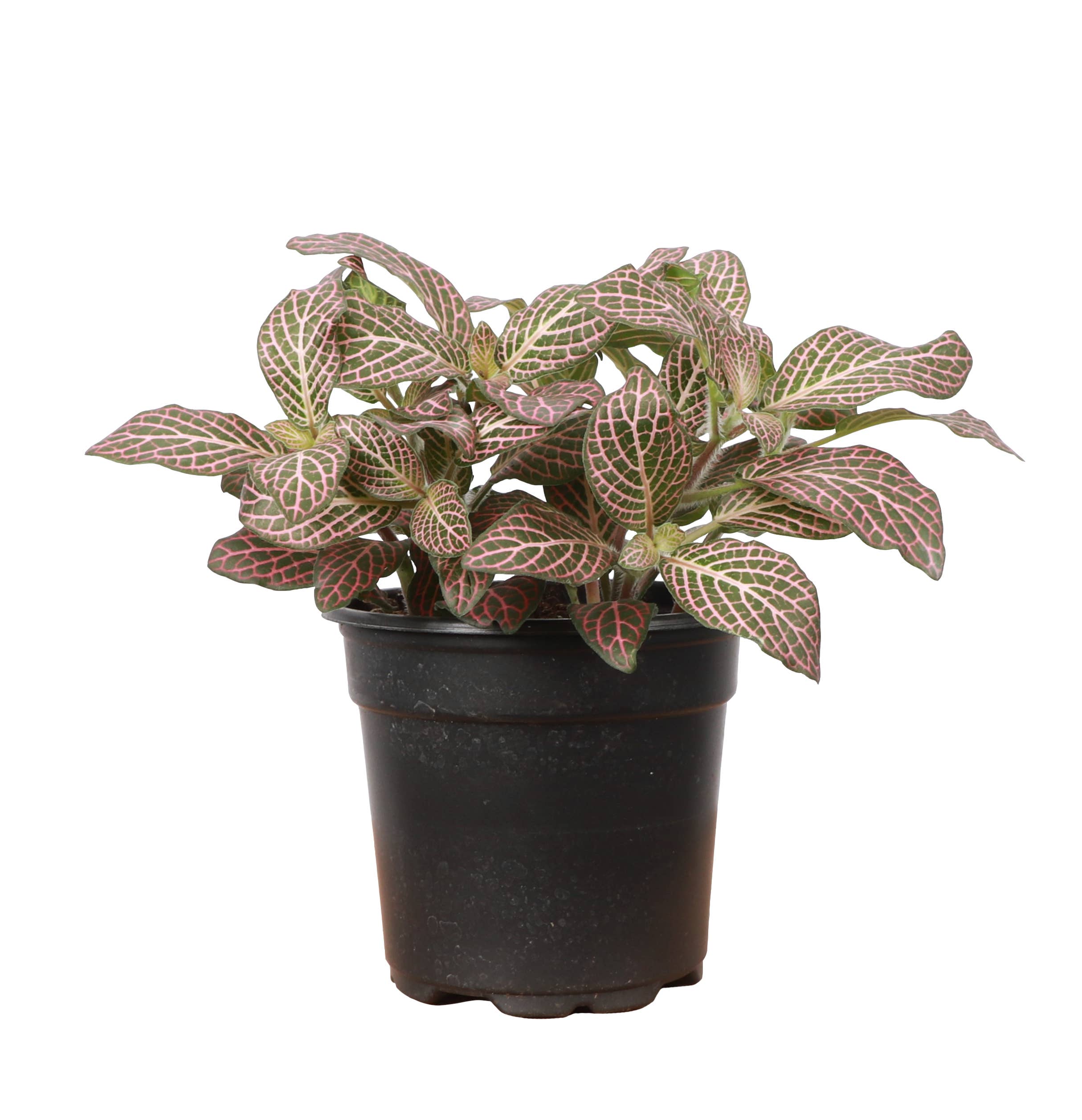 Thorsen's Greenhouse - Wholesale Live Plant - Pink Fittonia Nerve Plant - Live Plant3