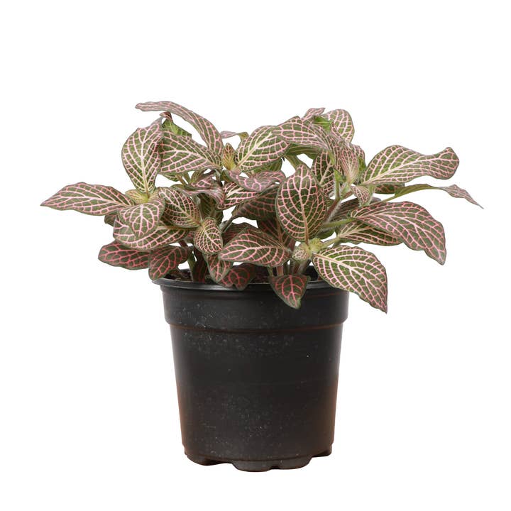 Thorsen's Greenhouse - Wholesale Live Plant - Pink Fittonia Nerve Plant - Live Plant3